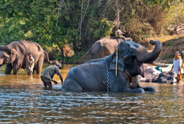 places-to-visit-coorg-tour-local-sightseeing-tour-package-dubare-elephant-camp-coorg